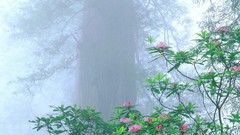 California national park