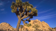 California national park joshua tree national park