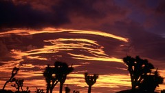 California national park joshua tree national park