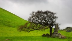 California oak