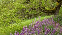 California oak national park