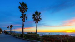 California palm trees Beaches