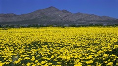 California Parks golden