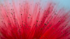 Calliandra macro Flowers pink flowers Plants
