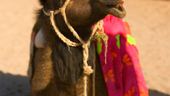 Camel girl chameau fille