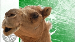 Camels