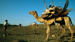 Camels