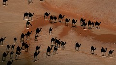 Camels national geographic