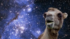 Camels outer space