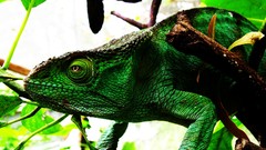 Camouflage Reptiles chameleons