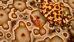 Camouflaged creatures laman lw