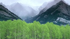 Canada alberta mist forests