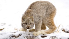 Canada British Columbia lynx Canadian