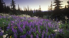 Canada British Columbia mount national park