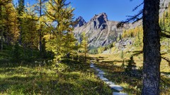 Canada conifers forests larch Tamarack