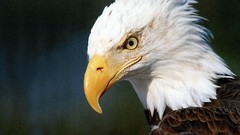 Canada Flags vancouver British Columbia USA