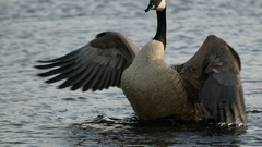 Canada goose washing bird