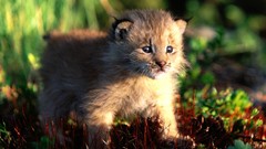 Canada lynx