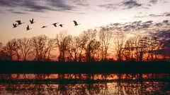 Canada Missouri geese