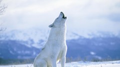 Canada Wolves Arctic