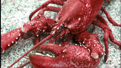 Cancer crayfish lobster Aquarium