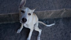 Canine Animals Dogs sweets