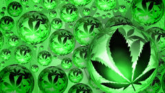 Cannabis orb Sookie