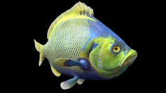 Caproberyx fish Aquarium and