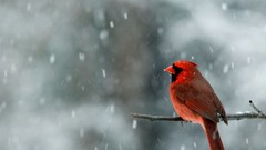 Cardinal Northern Cardinal snowing