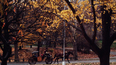 Carriage ride in central