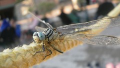 Cars Cameras Photogen and Nycteris