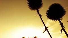 Cars Cameras Photogen and Nycteris netcher