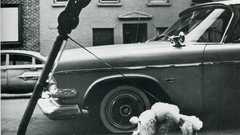 Cars Dogs grayscale leash