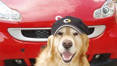 Cars Dogs Smart Smart