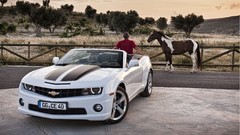 Cars Horses white cars