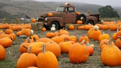 Cars pumpkins