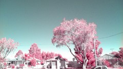 Cars red flowers infrared photography