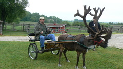 Cart high reindeer Resolution