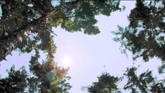 Cartoons nature Trees skyscapes