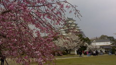 Castles cherry blossoms himeji-jo