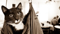 Cat bag shoulder high Resolution mecat