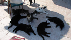 Cat cats lounging This