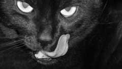 Cat chat schwarze katze