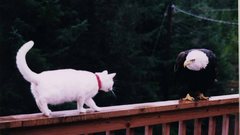 Cat eagle high Resolution