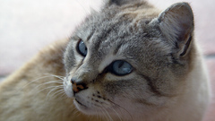 Cat face kitten katze