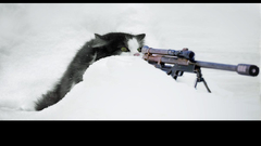 Cat humor sniper funny dogfight jokes
