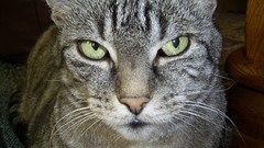 Cat kitten dissatisfied animal