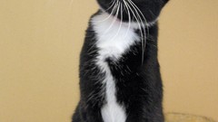 Cat kitten katze kucing