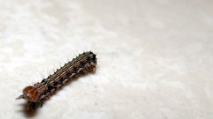 Caterpillar Bug crawling