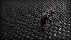 Caterpillar by